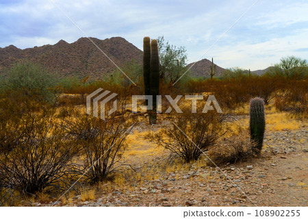 San Tan Mountains Sonora Desert Arizona San Tan Mountains Sonora Desert Arizona 108902255