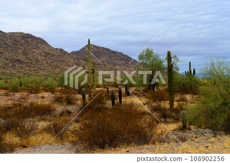 San Tan Mountains Sonora Desert Arizona San Tan Mountains Sonora Desert Arizona 108902256