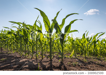 Small corn plants on field with blue sky on background 108902500