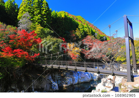 [Oita Prefecture] Autumn leaves at Sarutobi Sentsubo Gorge on a clear day (Okuyabakei) 108902905