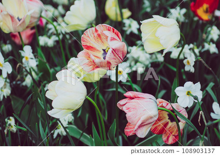Red and white tulip flowers Red and white tulip flowers 108903137