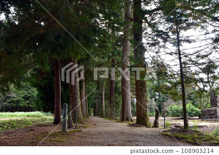 Row of Toga trees at Mt.Tateyama Temple (Kamiichi Town, Toyama Prefecture) Row of Toga trees at Mt.Tateyama Temple (Kamiichi Town, Toyama Prefecture) 108903214