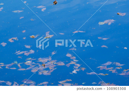 Color on the water surface: Fallen leaves on the water surface in late autumn shine 108903308