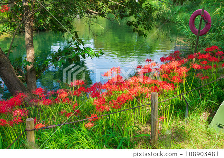 River environment paradise, spider lilies in full bloom <Kakamigahara City, Gifu Prefecture> River environment paradise, spider lilies in full bloom <Kakamigahara City, Gifu Prefecture> 108903481