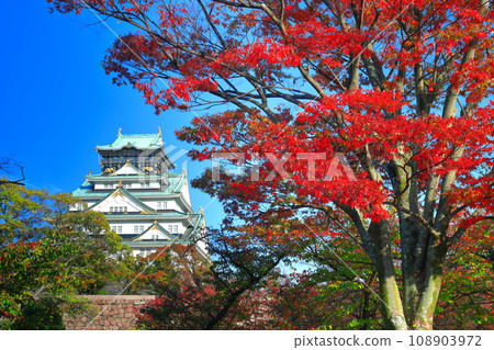 [大阪府]晴天時的大阪城和紅葉 108903972