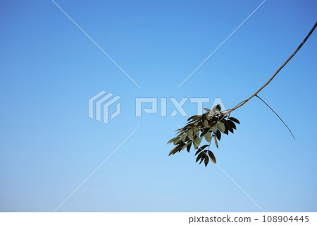 Dry Branch on blue sky with sunlight. Dry Branch on blue sky with sunlight. 108904445