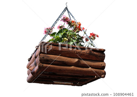 Blooming white and violet flowers in wooden pot isolated on white background. Blooming white and violet flowers in wooden pot isolated on white background. 108904461