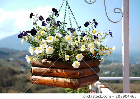 Blooming white and violet flowers in wooden pot hanging with iron pole in natural light garden and blue sky Blooming white and violet flowers in wooden pot hanging with iron pole in natural light garden and blue sky 108904463