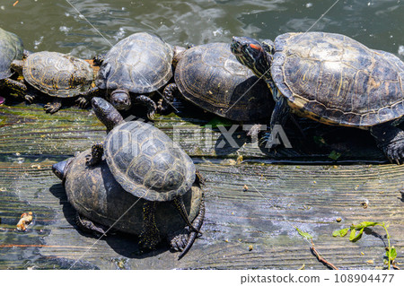 European pond turtle (Emys orbicularis) European pond turtle (Emys orbicularis) 108904477