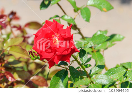 Beautiful red rose on flower bed in a garden 108904495