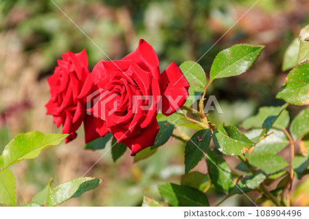 Beautiful red roses on flower bed in a garden 108904496