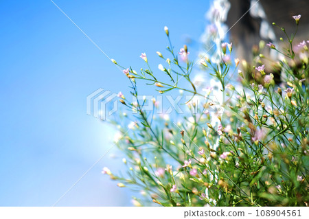 Blooming white flowers in natural light garden and blue sky Blooming white flowers in natural light garden and blue sky 108904561