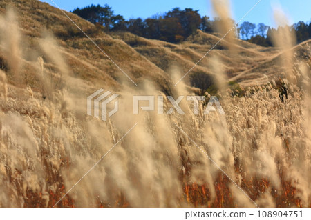 [Hyogo Prefecture] Pampas grass at Tomine Highlands 108904751