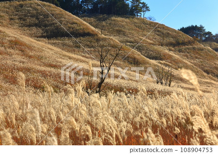 [兵庫縣] 富峰高原的潘帕斯草 108904753