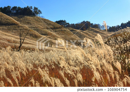 [兵庫縣] 富峰高原的潘帕斯草 108904754