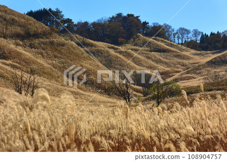 [Hyogo Prefecture] Pampas grass at Tomine Highlands 108904757