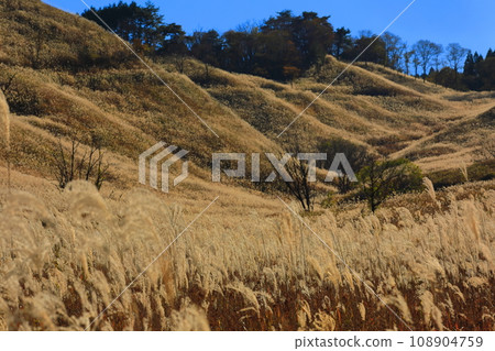[Hyogo Prefecture] Pampas grass at Tomine Highlands 108904759