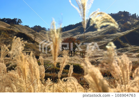 [Hyogo Prefecture] Pampas grass at Tomine Highlands 108904763