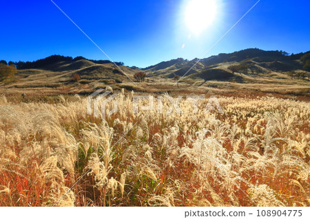 [Hyogo Prefecture] Pampas grass at Tomine Highlands 108904775
