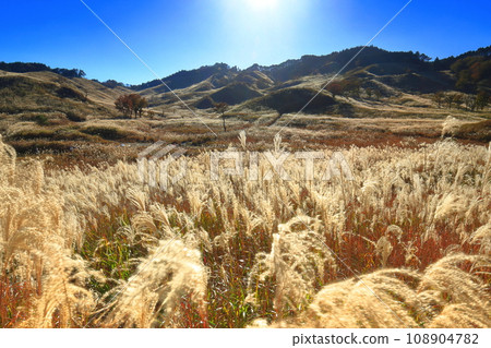 [Hyogo Prefecture] Pampas grass at Tomine Highlands 108904782