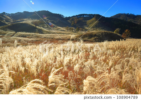 [Hyogo Prefecture] Pampas grass at Tomine Highlands 108904789
