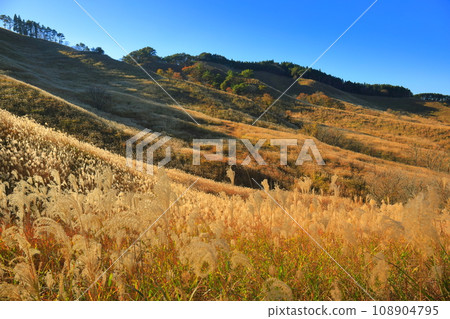 [Hyogo Prefecture] Pampas grass at Tomine Highlands 108904795