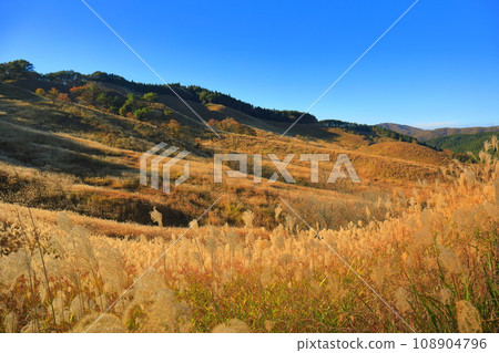[Hyogo Prefecture] Pampas grass at Tomine Highlands 108904796