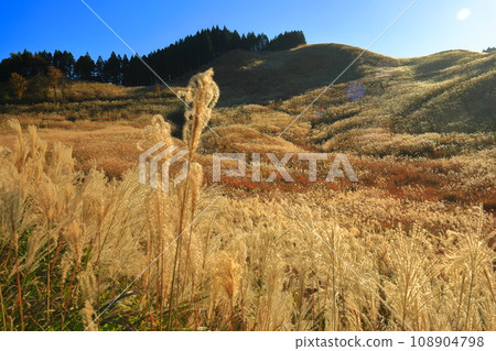 [Hyogo Prefecture] Pampas grass at Tomine Highlands 108904798