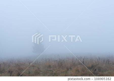 Spruce in the mist 108905162
