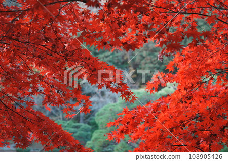 Japan's bright red autumn leaves Japan's bright red autumn leaves 108905426