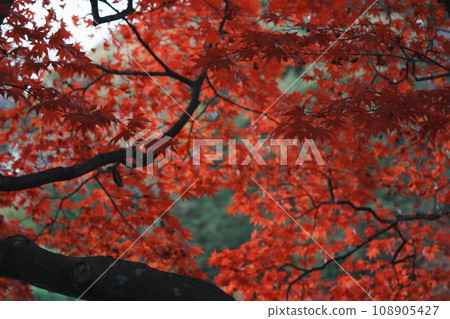 Maple leaves turning red in color Maple leaves turning red in color 108905427
