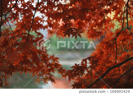 花園裡生長著鮮紅的秋葉 108905429