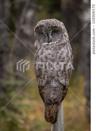 Great Grey Owl in Canada  108906570
