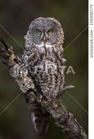 Great Grey Owl in Canada  108906574