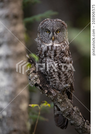 Great Grey Owl in Canada  108906575