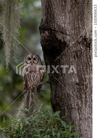 A Barred Owl in Southern Florida  108906633