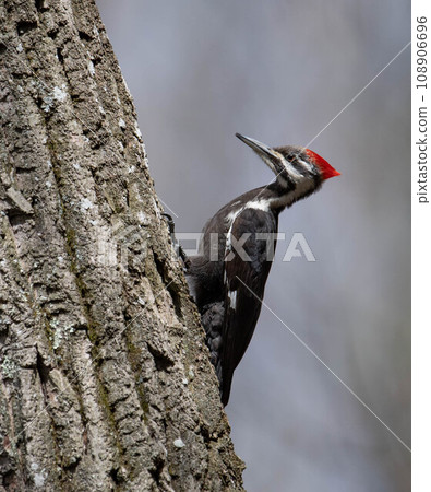 Pileated Woodpecker Nest in Everglades National Park, Florida  108906696