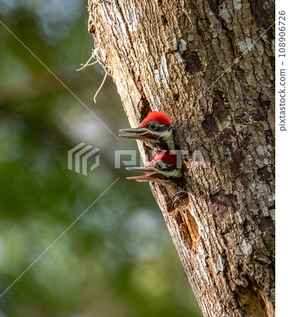 Pileated Woodpecker Nest in Everglades National Park, Florida  108906726