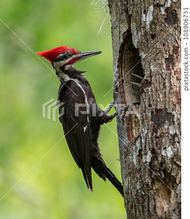 Pileated Woodpecker Nest in Everglades National Park, Florida  108906731