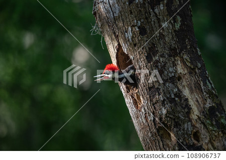 Pileated Woodpecker Nest in Everglades National Park, Florida Pileated Woodpecker Nest in Everglades National Park, Florida 108906737