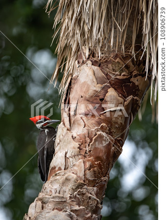 Pileated Woodpecker Nest in Everglades National Park, Florida  108906739