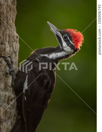 Pileated Woodpecker Nest in Everglades National Park, Florida  108906745