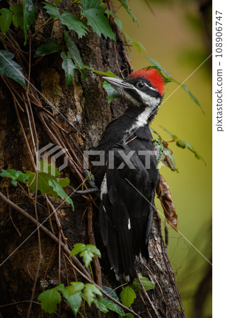 Pileated Woodpecker Nest in Everglades National Park, Florida Pileated Woodpecker Nest in Everglades National Park, Florida 108906747