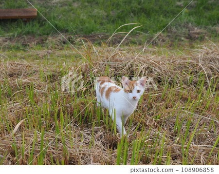 Cute cat running around the park 108906858