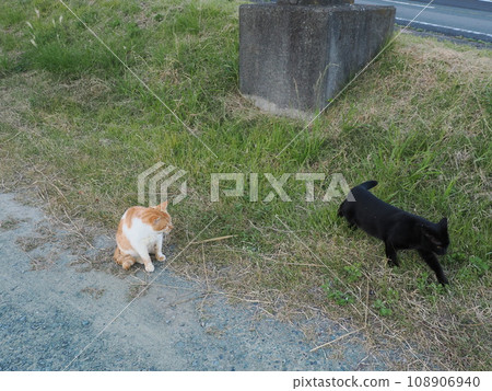 可愛的貓在公園裡跑來跑去 108906940