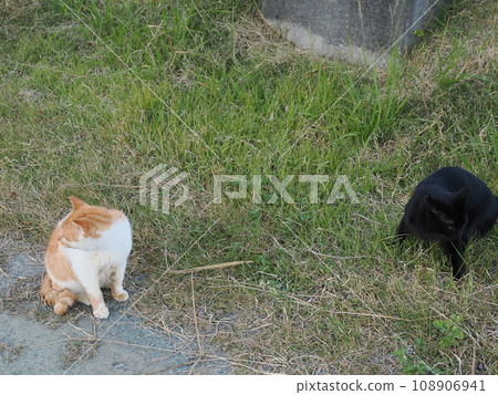 可愛的貓在公園裡跑來跑去 可愛的貓在公園裡跑來跑去 108906941