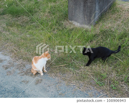 可愛的貓在公園裡跑來跑去 可愛的貓在公園裡跑來跑去 108906943
