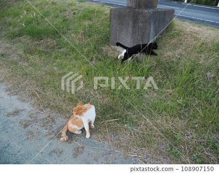 playful cats 108907150