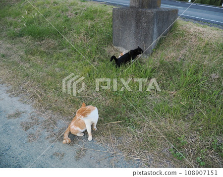 playful cats 108907151