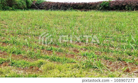 沖繩縣津堅島收穫後的胡蘿蔔田 108907277